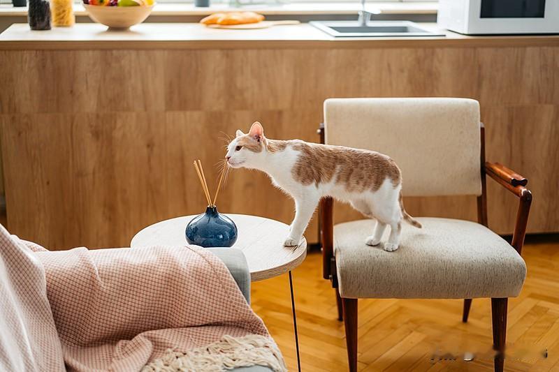 大多数情况下，猫咪蹭来蹭去是正常又可爱的行为，常见原因有这些：

1. 标记气味