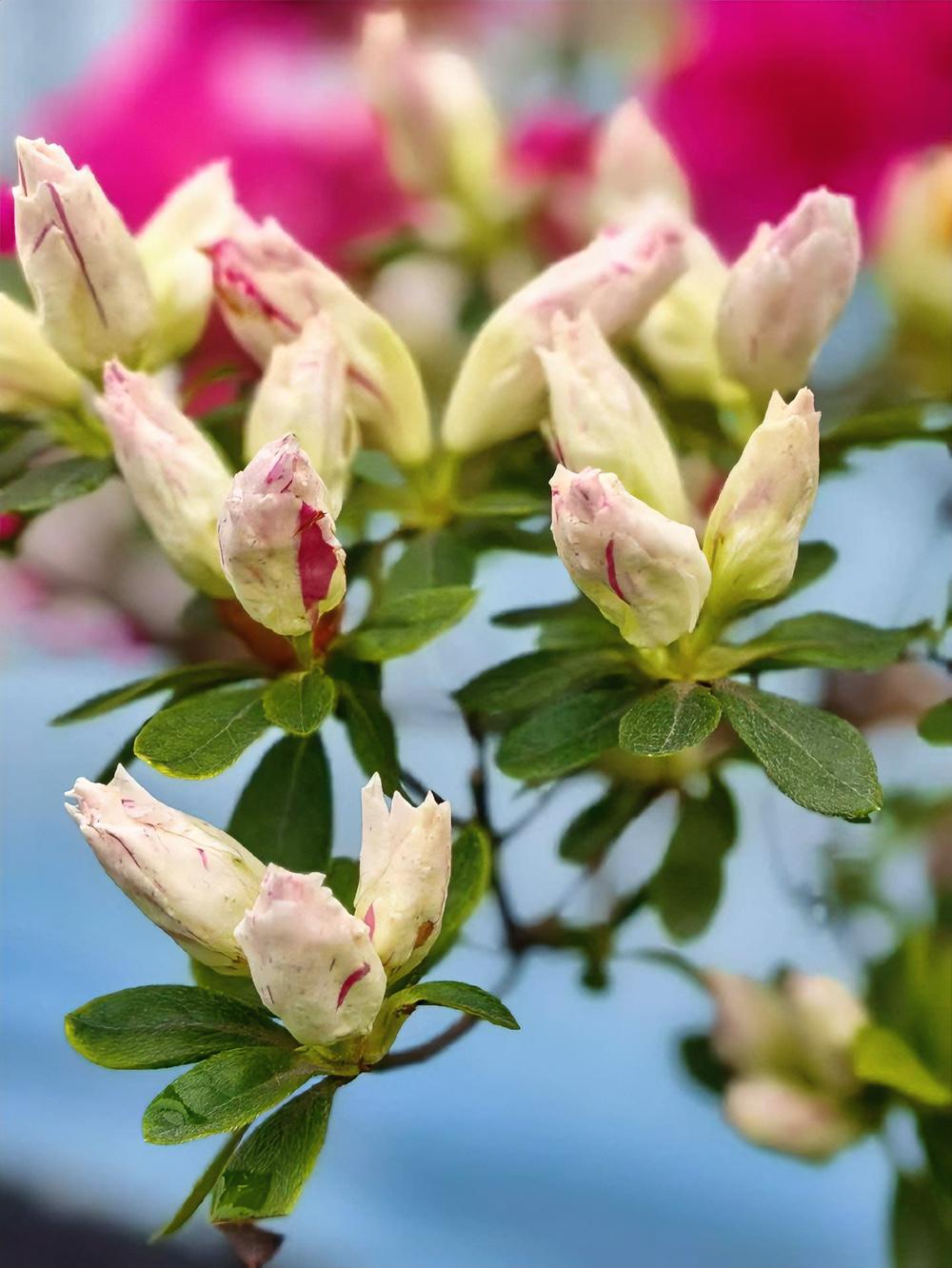 张雪峰曾在直播间说：
“孩子，我比任何人都知道书难念，分难考，因为我是过来人，每