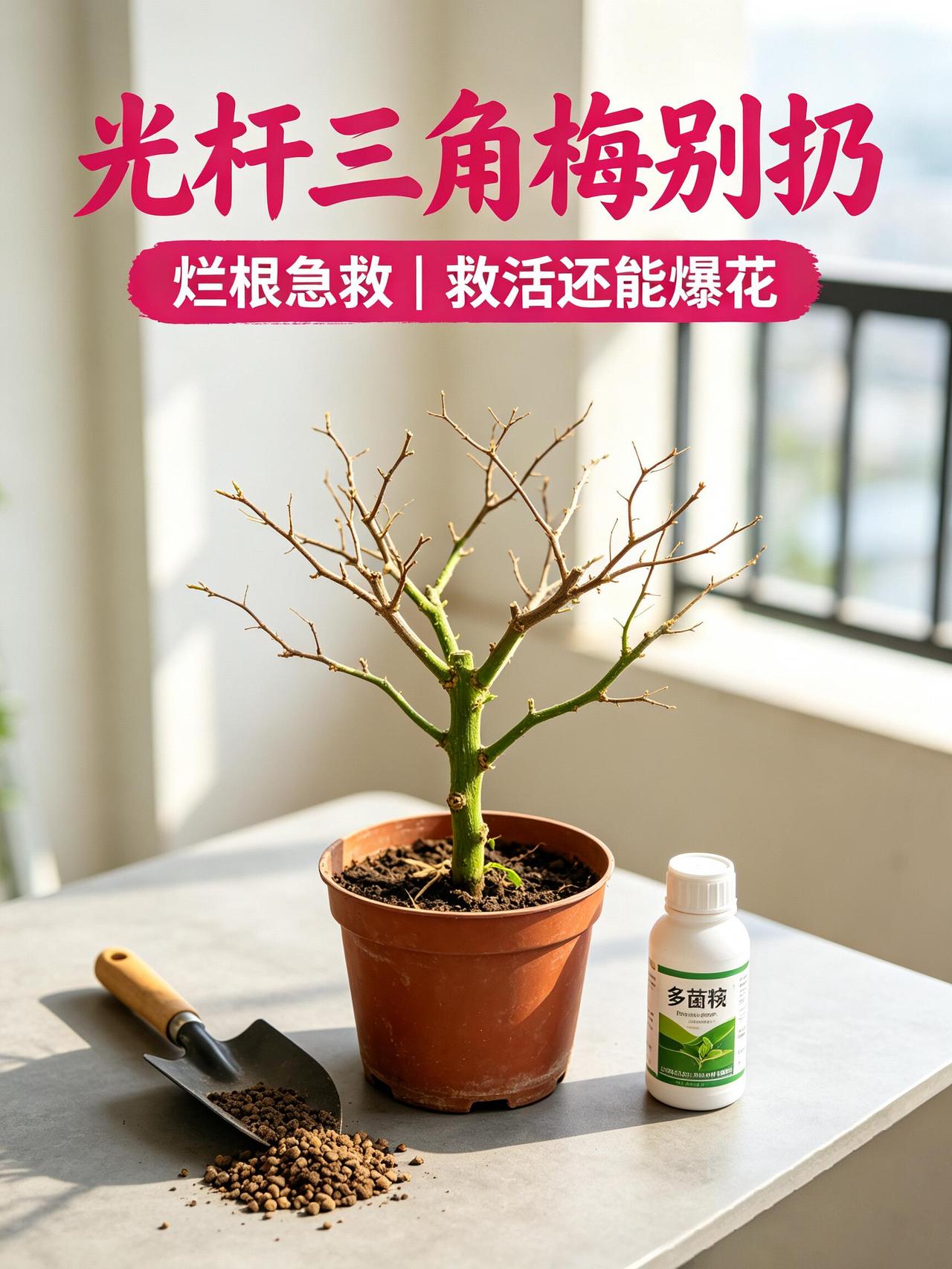 光杆三角梅别扔❗烂根完整急救教程✨三角梅掉叶成光杆、枝干发软、盆土长期潮湿，大概