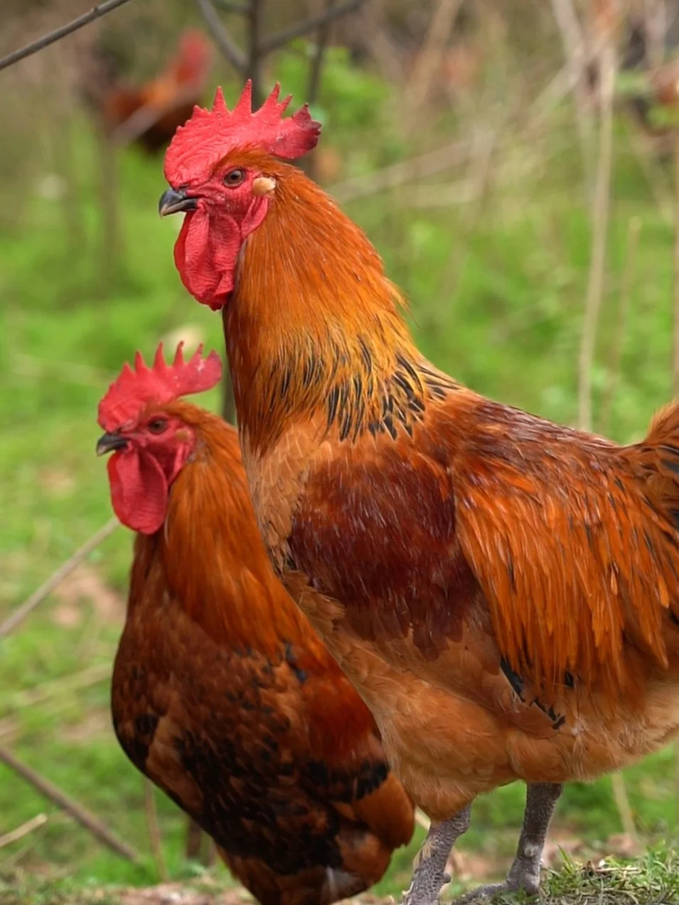 一群过得比人还好的土鸡