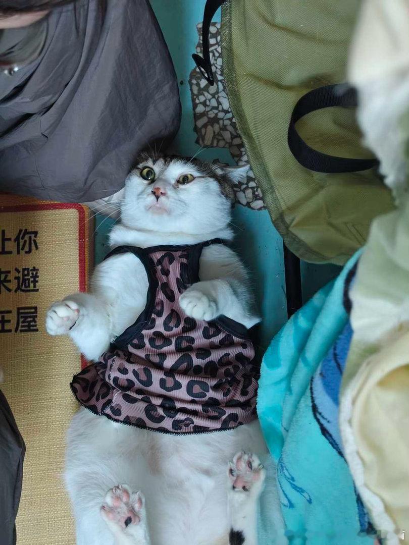 50811【丑猫】无须文字修饰的丑陋 