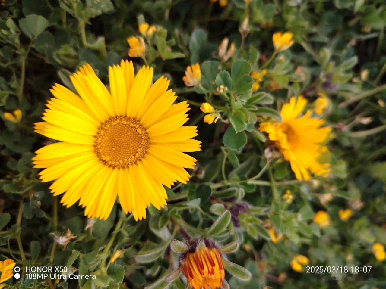 春天到，野花开！