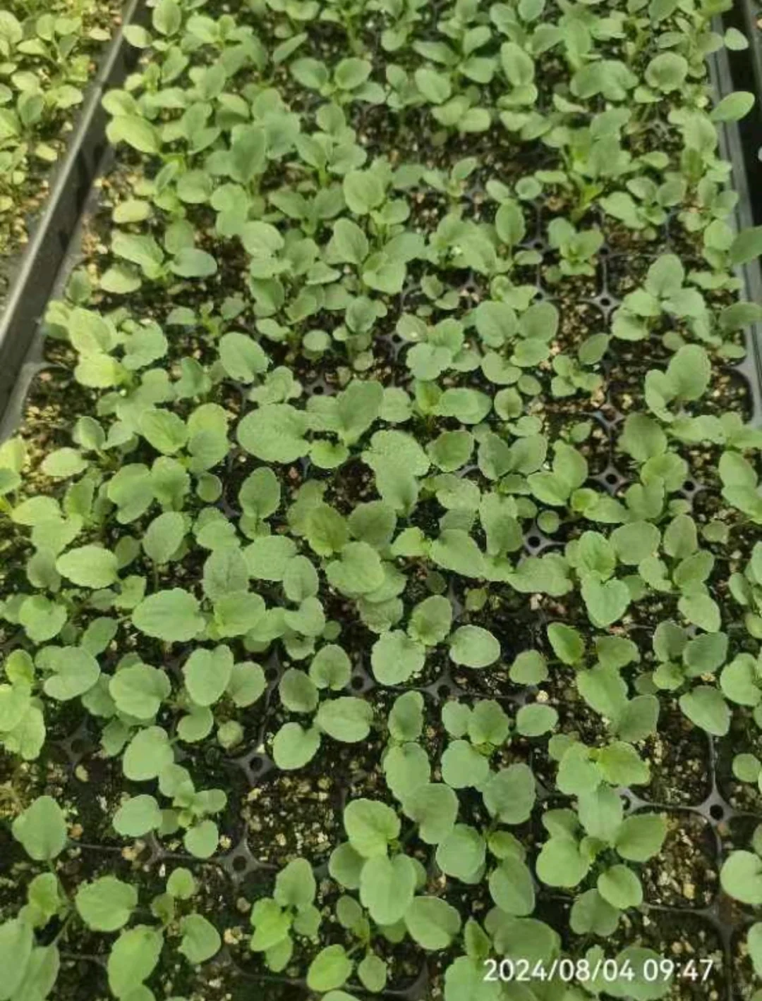 各个系列的角堇苗可以假植了