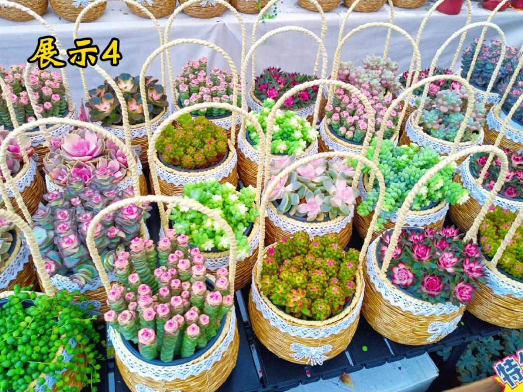 每日一花，之四。可心的肉肉花篮