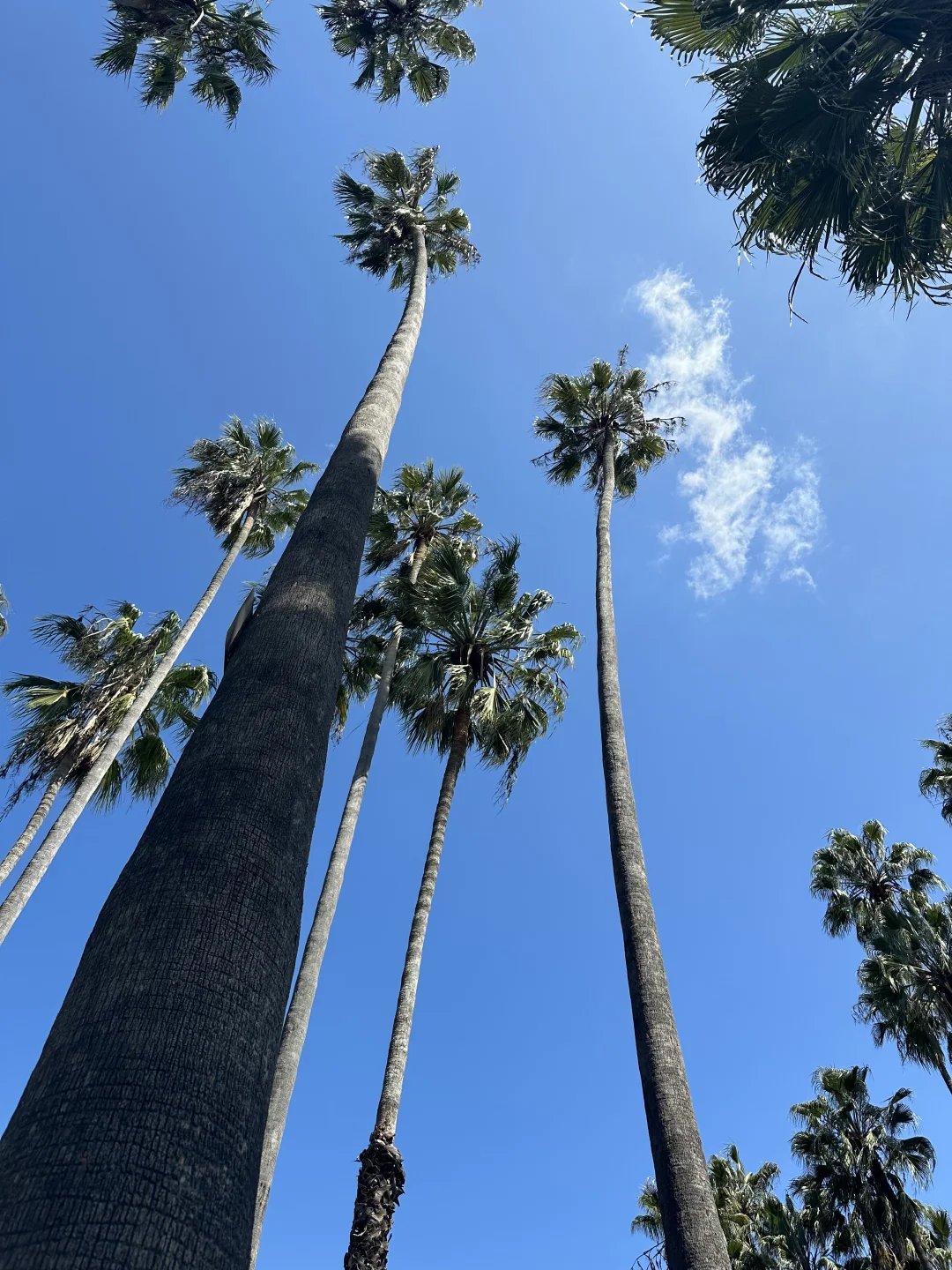 请大数据赐我三两【国庆档期LA自驾】