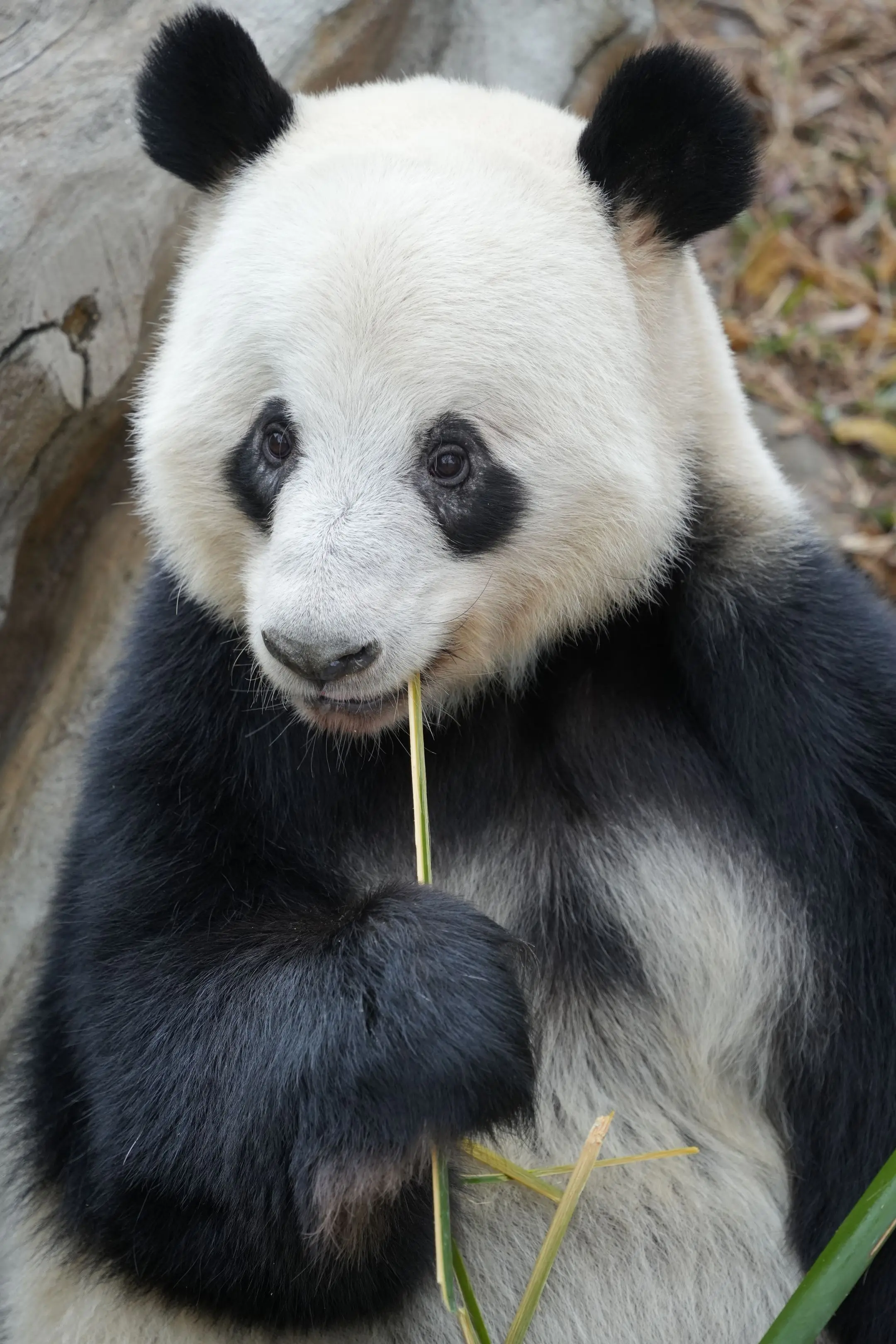 广州动物园熊猫天团——G4！GUANGZHOU ZOO，G4！三皇一后...