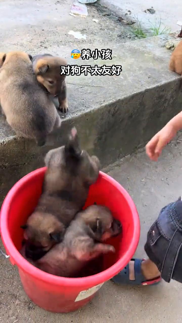 养小孩对狗不太友好。