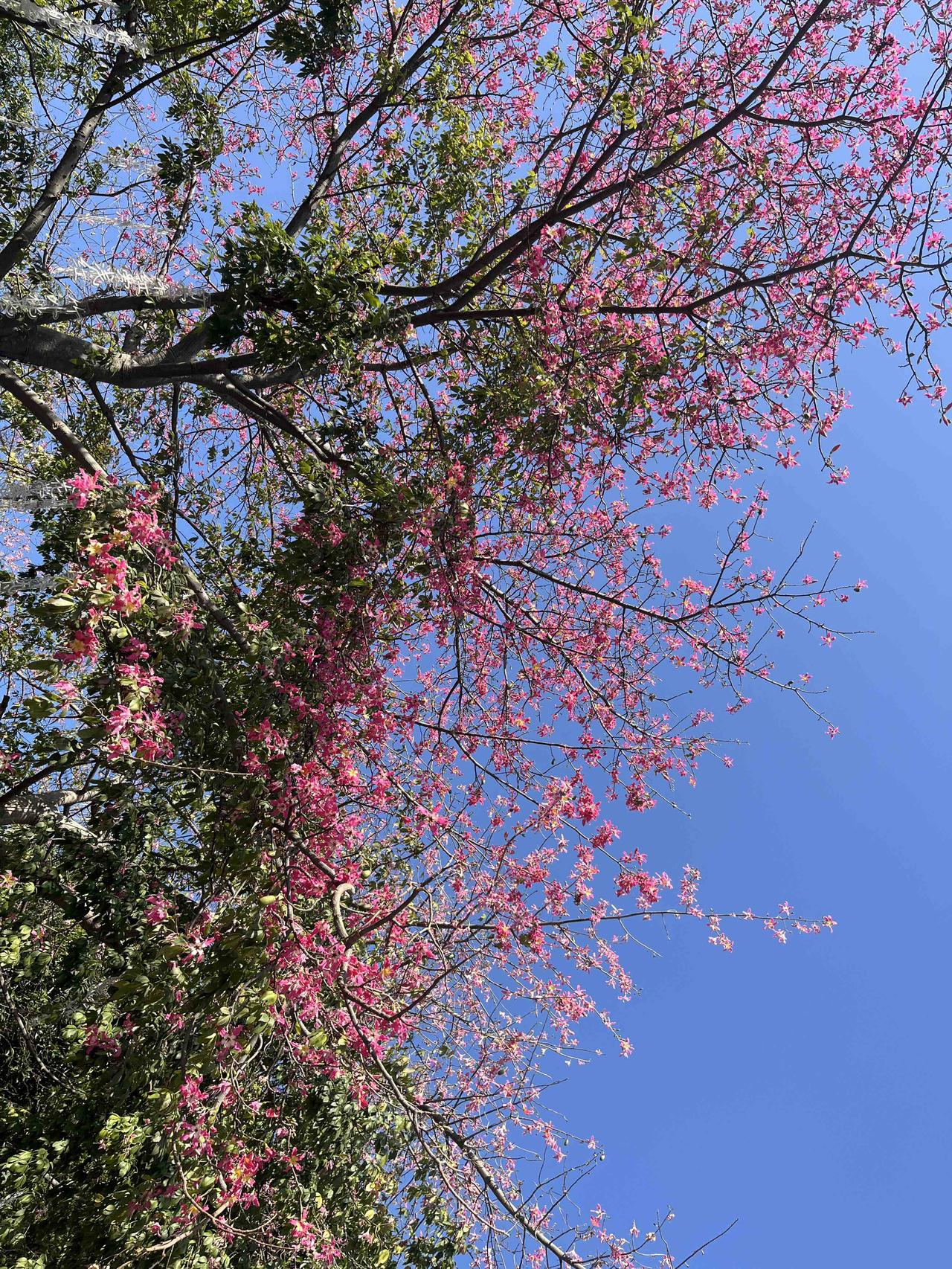 [大笑]看看这美丽的花朵，感觉还是春天的花儿最迷人，真是鸟语花香～～～～