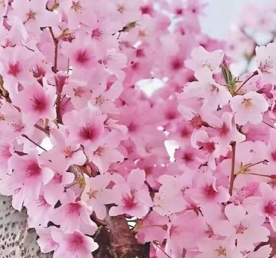 塞鸿秋·春景美人
小城春色铺天涯，
一树芳菲千树花。
溪桥回转人难遇，
樱笛轻飘