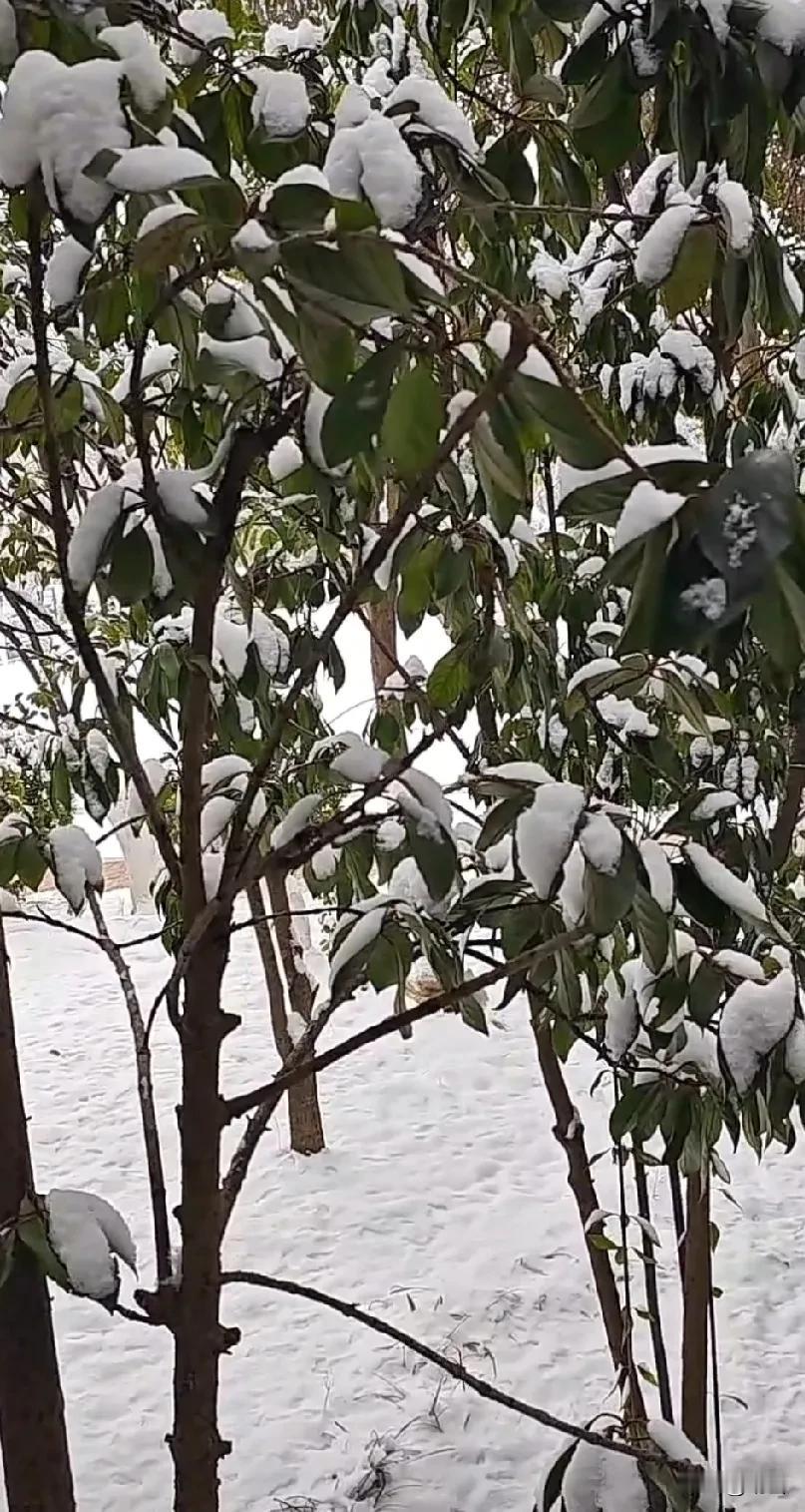 第二场雪，
瑞雪兆丰年，
愿所有美好都如约而至。

过好2026年 跨年2026