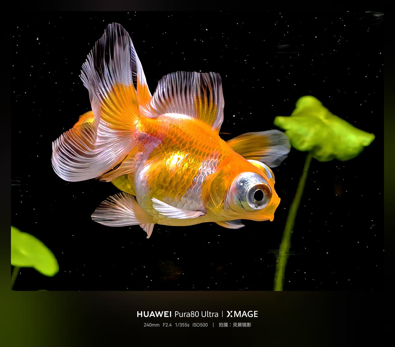 看看华为Pura 80 Ultra闪拍模式，拍鱼是什么效果。