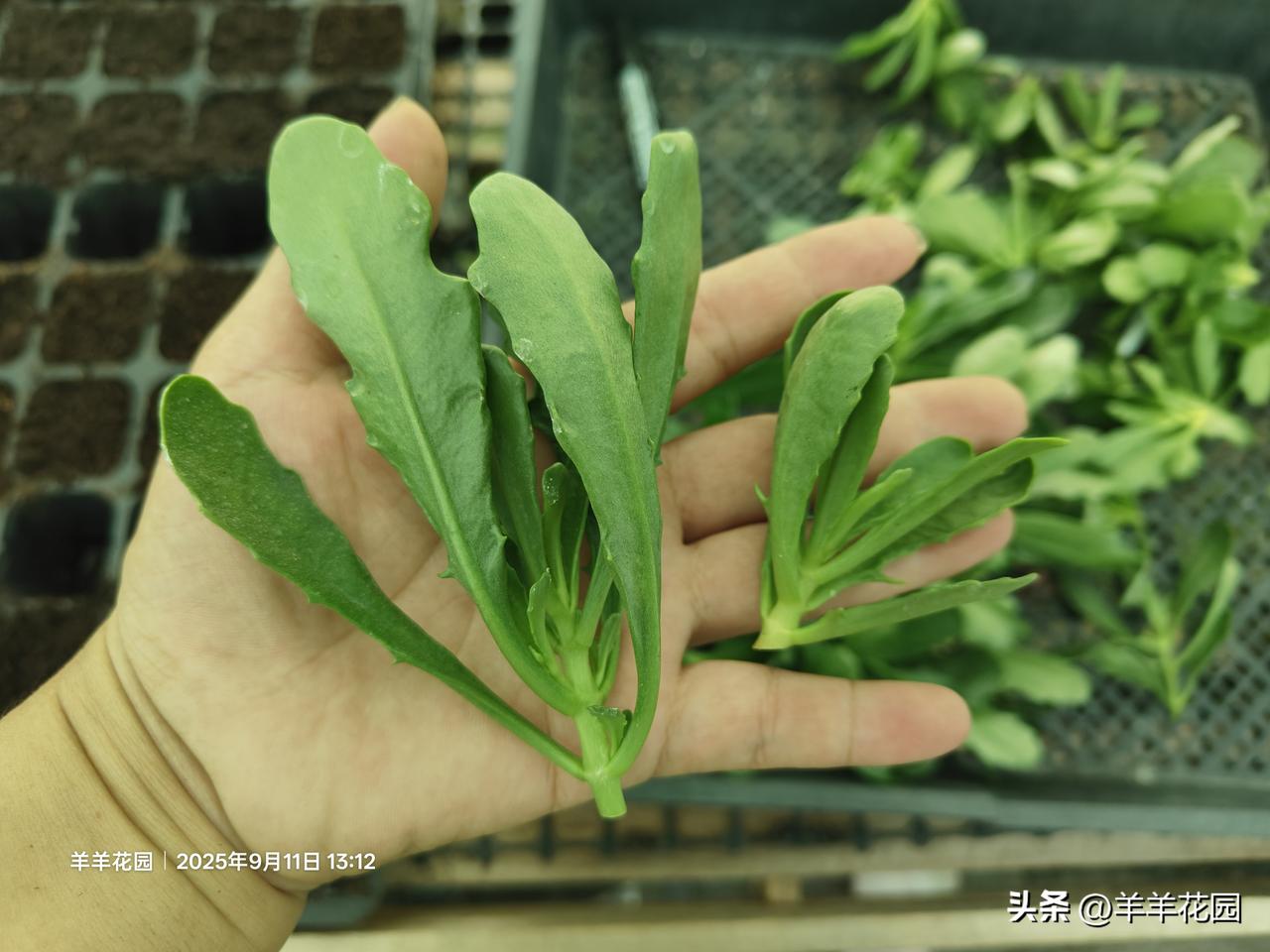 长寿花什么时候能插扦广东除了夏天，其他季节都合适