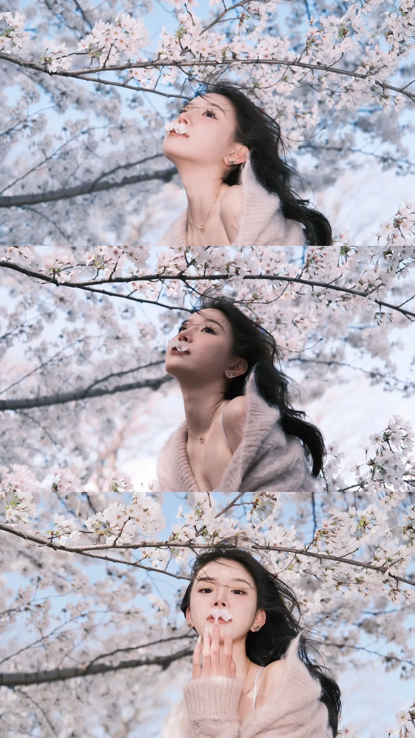 两年不同效果的樱花📷