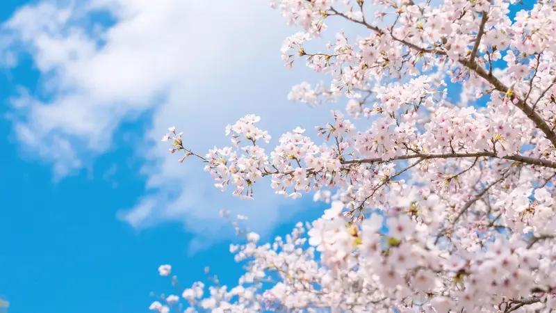 你是否厌倦了城市的喧嚣，渴望寻一处心灵的宁静？今天，就跟随我的镜头，一起走进藏在