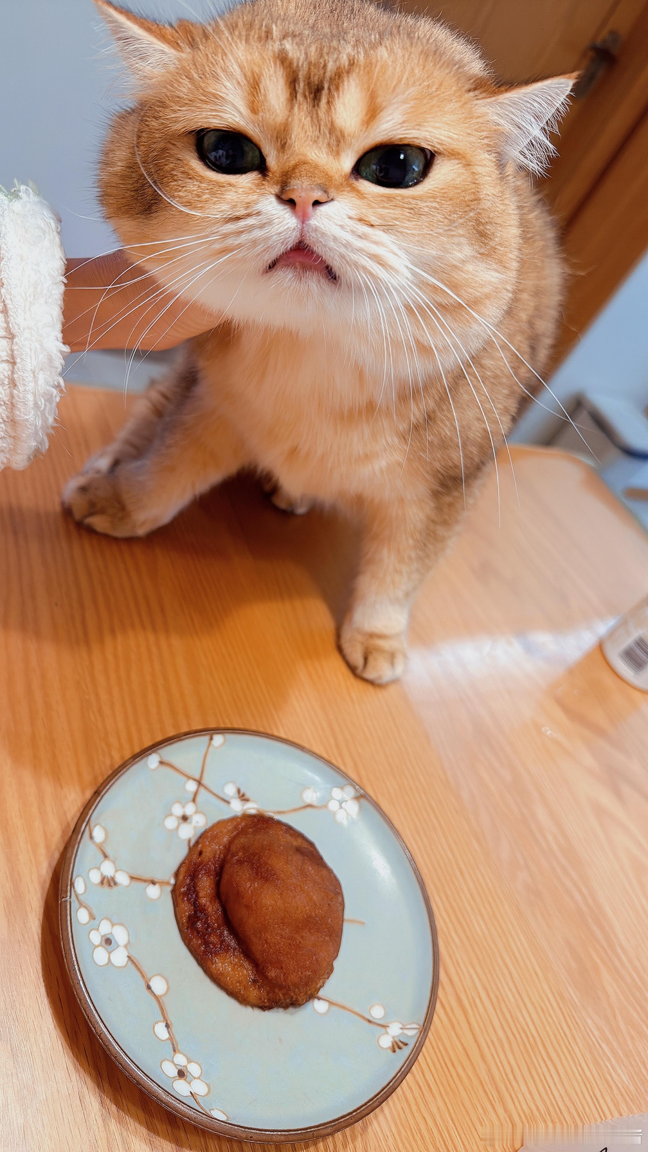 怎么会有猫想吃人类的油炸糕啊！ 