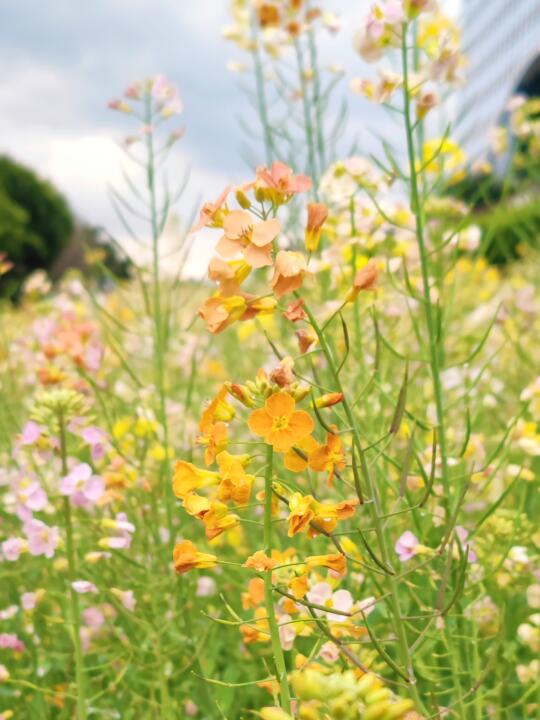 福州限定！闯入油画般的彩色油菜花田