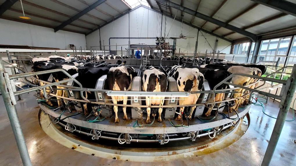 【#荷兰发现奶牛感染禽流感#】#美国以外首例发现奶牛感染禽流感#荷兰农业部门在日