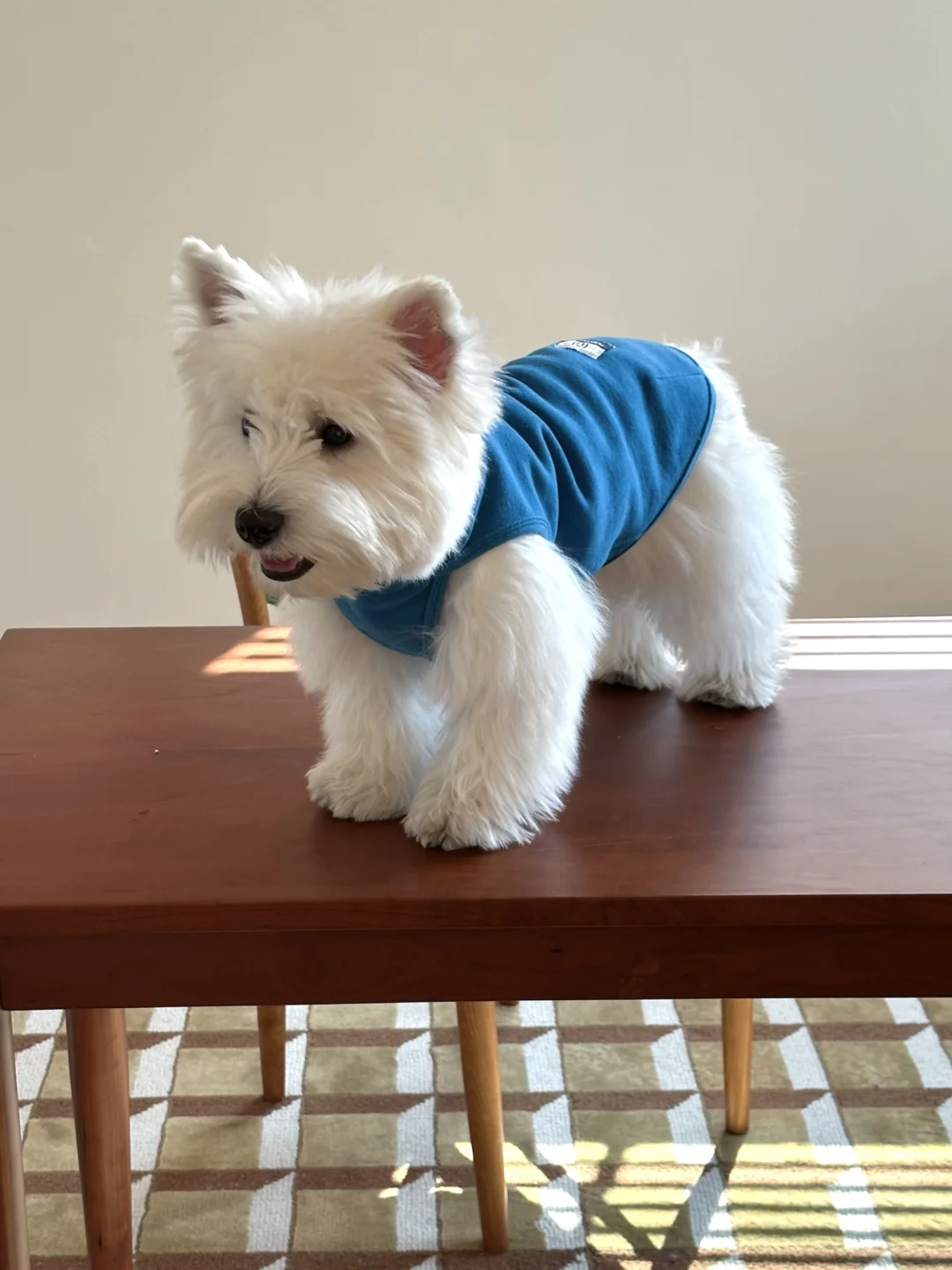 小狗衣柜里总是拿来“垫底”的是哪一件？