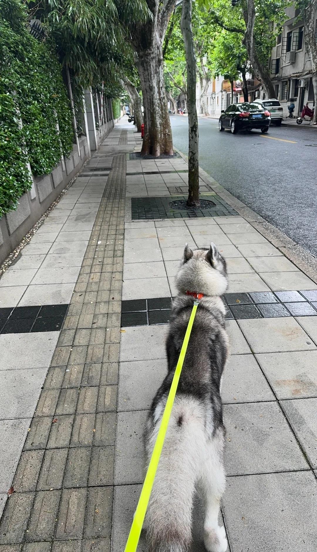 下雨一周，上海的人行道没有积水
最近连续下雨一周，注意到遛狗时地面毫无积水，肉眼
