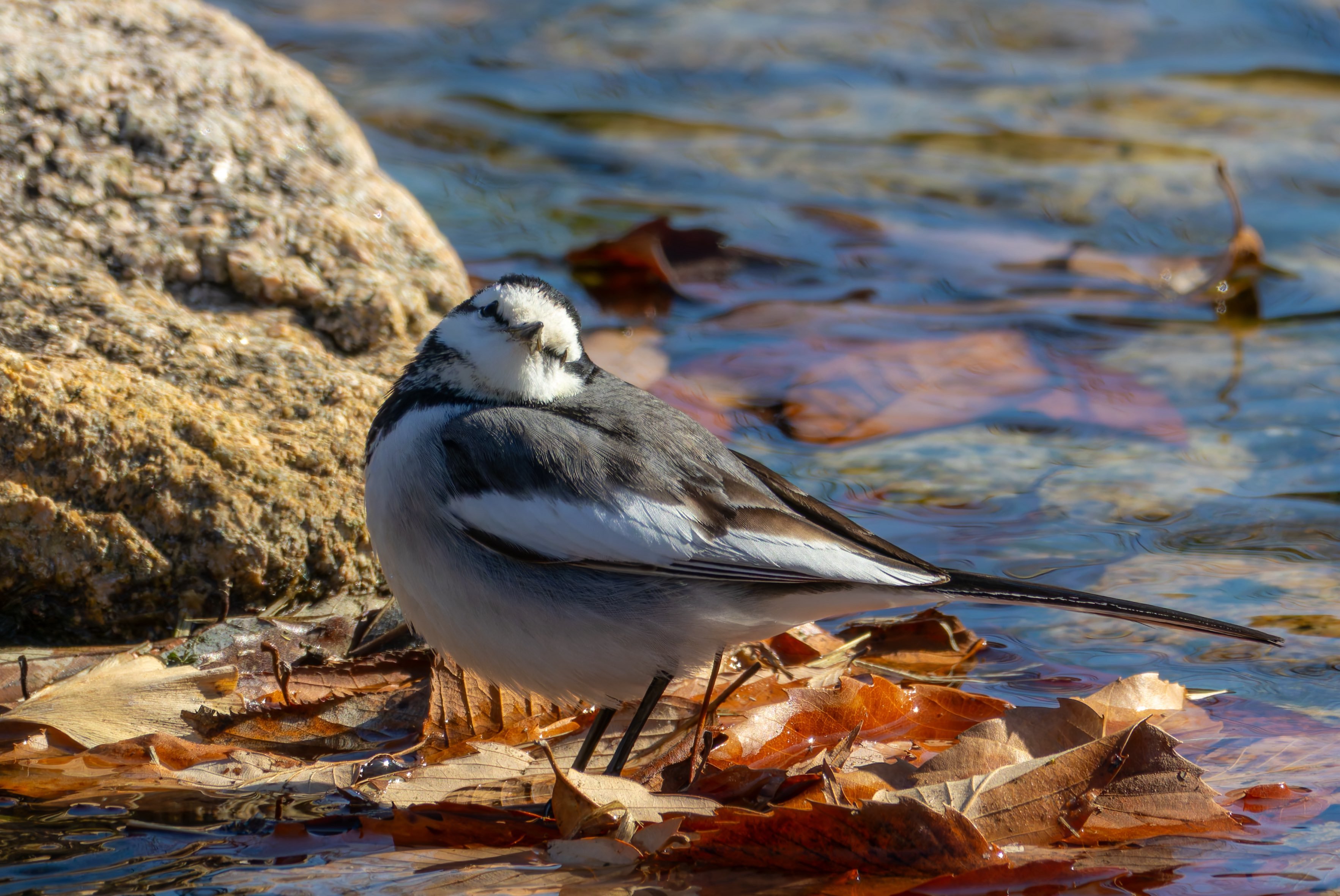 白鹡鸰似乎知道自己很可爱的样子🥰💕【推：kiki_4_happy】 