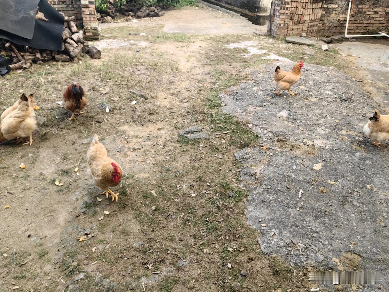 农村小院：鸡鸣犬吠，草长莺飞。土鸡土鸭，农村的环境，地坪散养的环境！农村人散养鸡