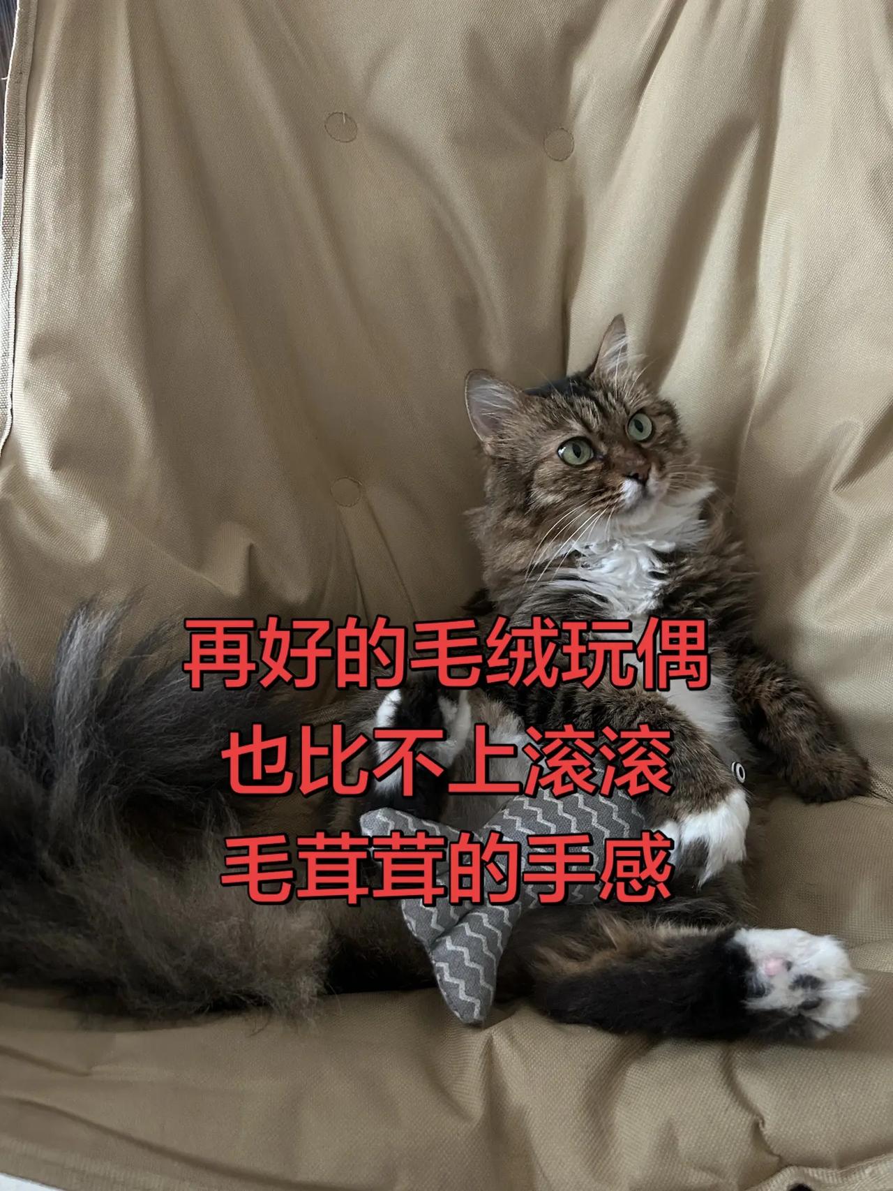 再好的毛绒玩偶，也比不上滚滚毛茸茸的手感。大家更喜欢毛绒玩具，还是可可爱爱的毛孩