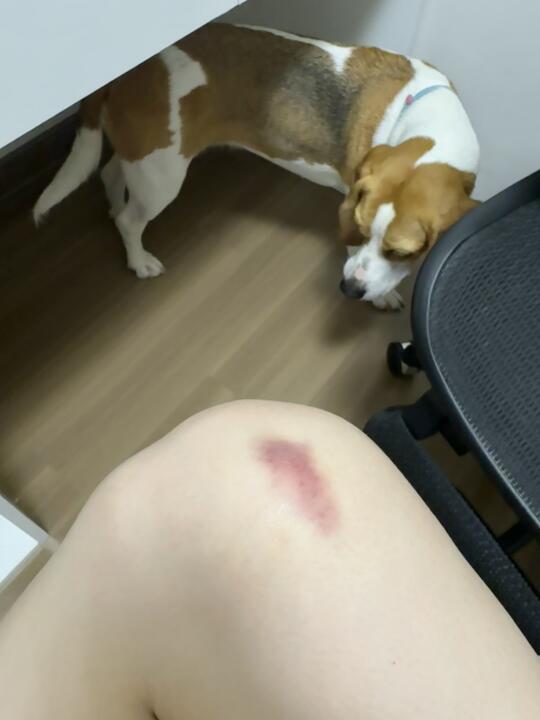 大概率是狗头磕的