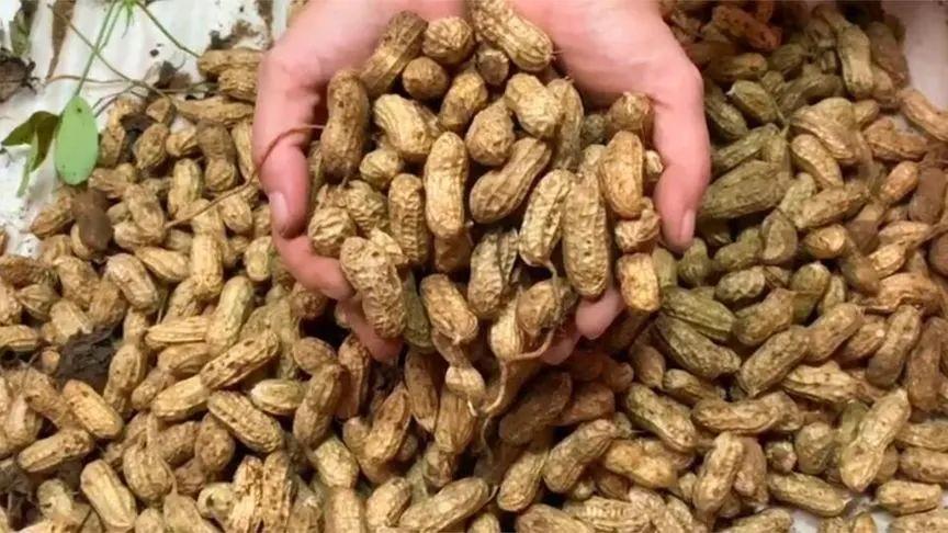 花生禁忌同食物，同吃或致健康隐忧，慎防病从口入

关于花生与其他食物“相克”的说