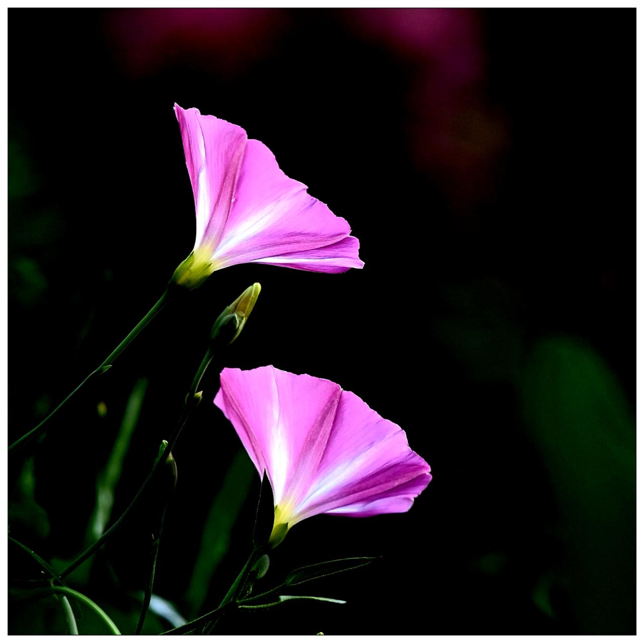 小花