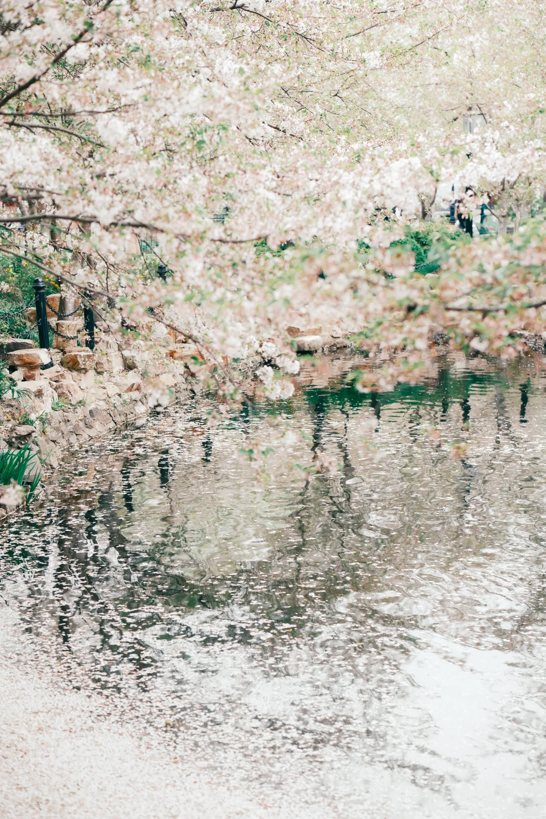 春天的公园就是很强的能量磁场～ 📷xh2+xf56mmf1.2 🎨...
