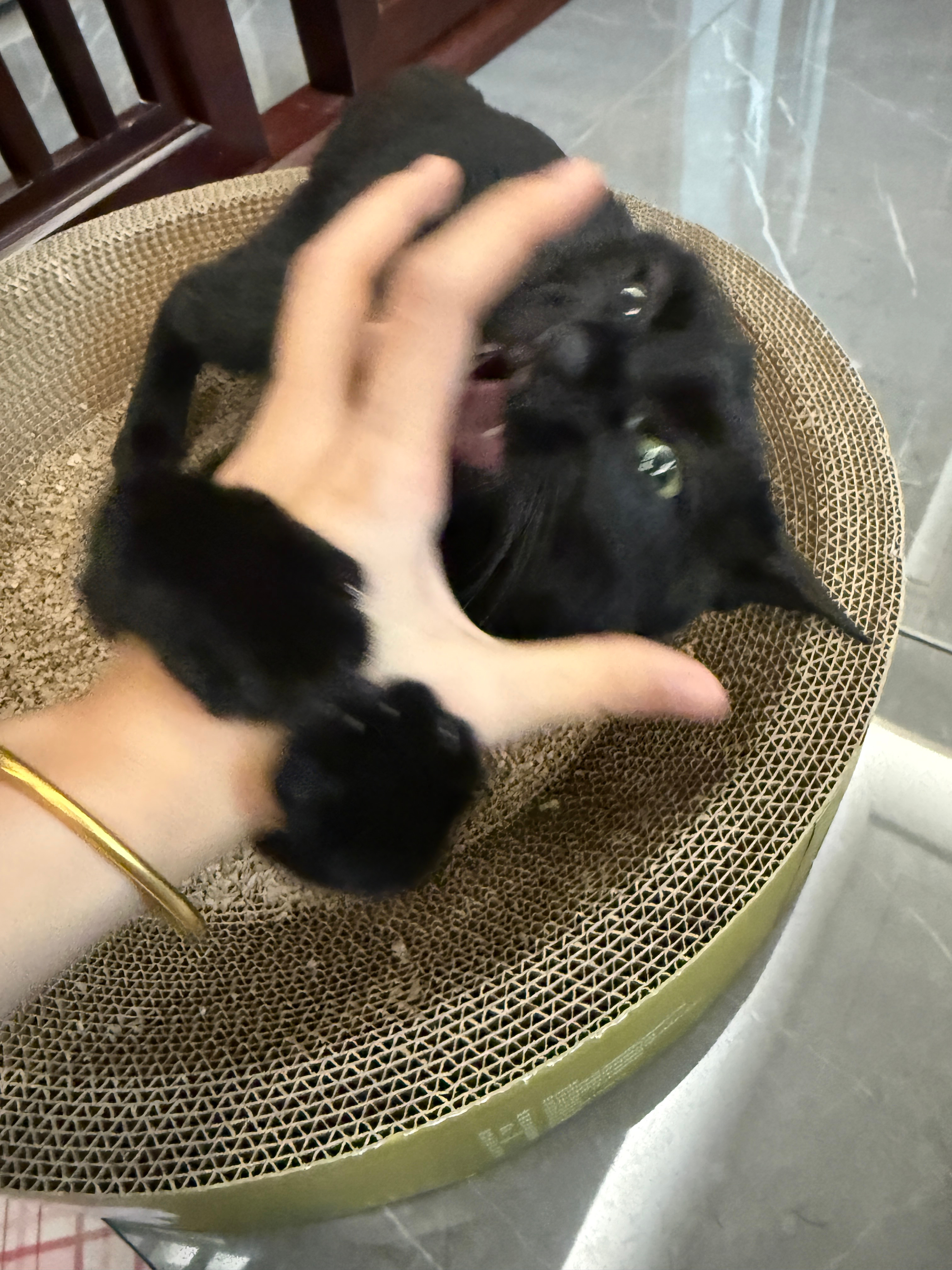 好久没见奴奴猫，已然成为叛徒，现在它是我爸的跟班了