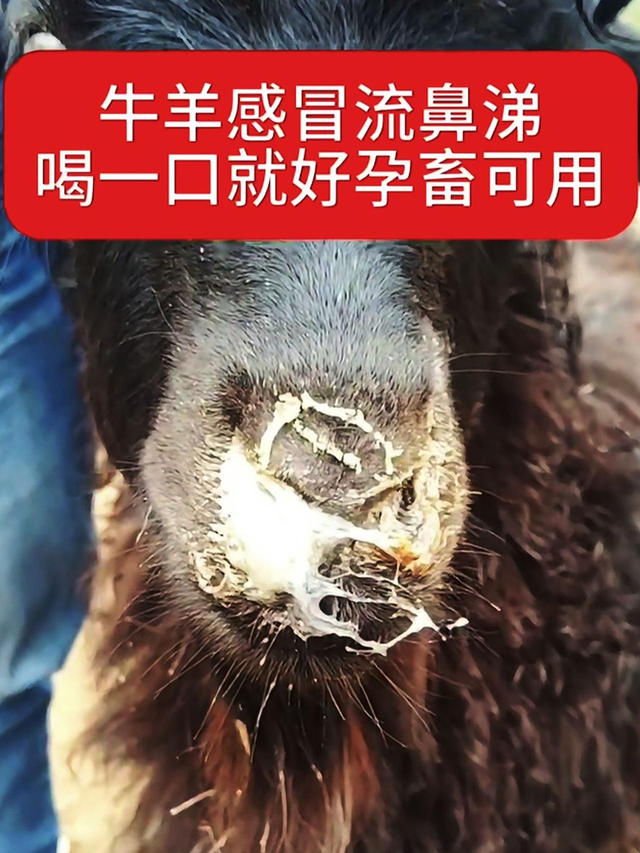 养羊人 牛羊感冒流鼻涕 农村养羊
