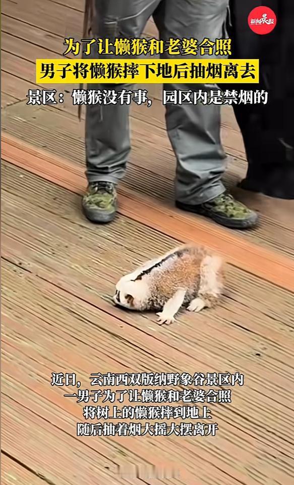 “必须严惩！”近日，云南西双版纳，一男子逛景区时，为了让懒猴与妻子合照，竟不断摇