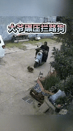 骑车碾过小狗后，大爷居然回头看了狗狗一眼，接着便潇洒离开。
想问问各位条友：大爷