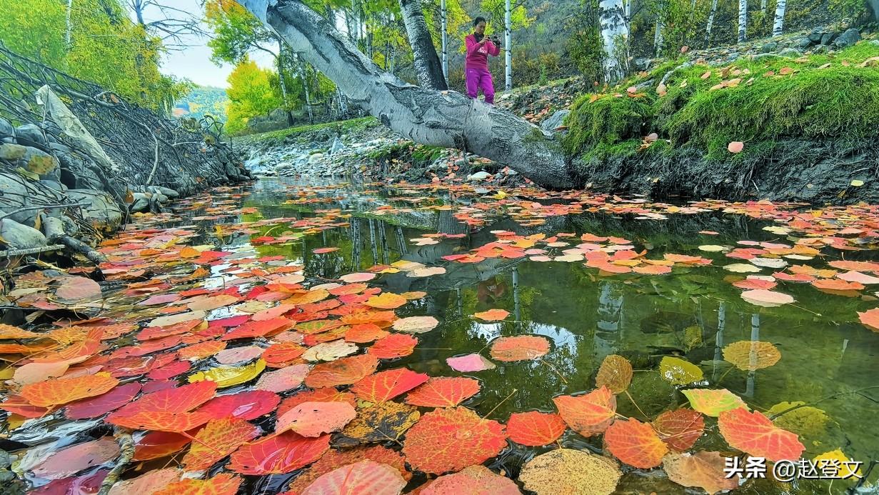 清澈溪流浮满斑斓秋叶，红橙金褐的叶片静静漂在水面，倒映着岸边挺拔的白桦，粗糙带着