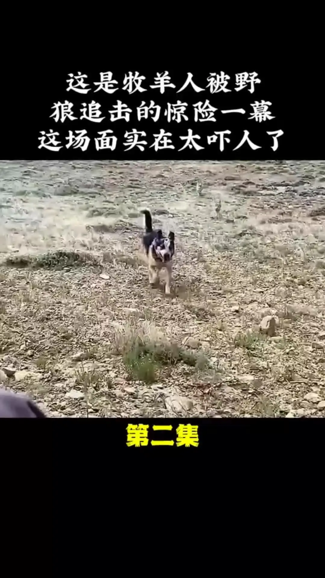 我的观影报告 野生动物零距离