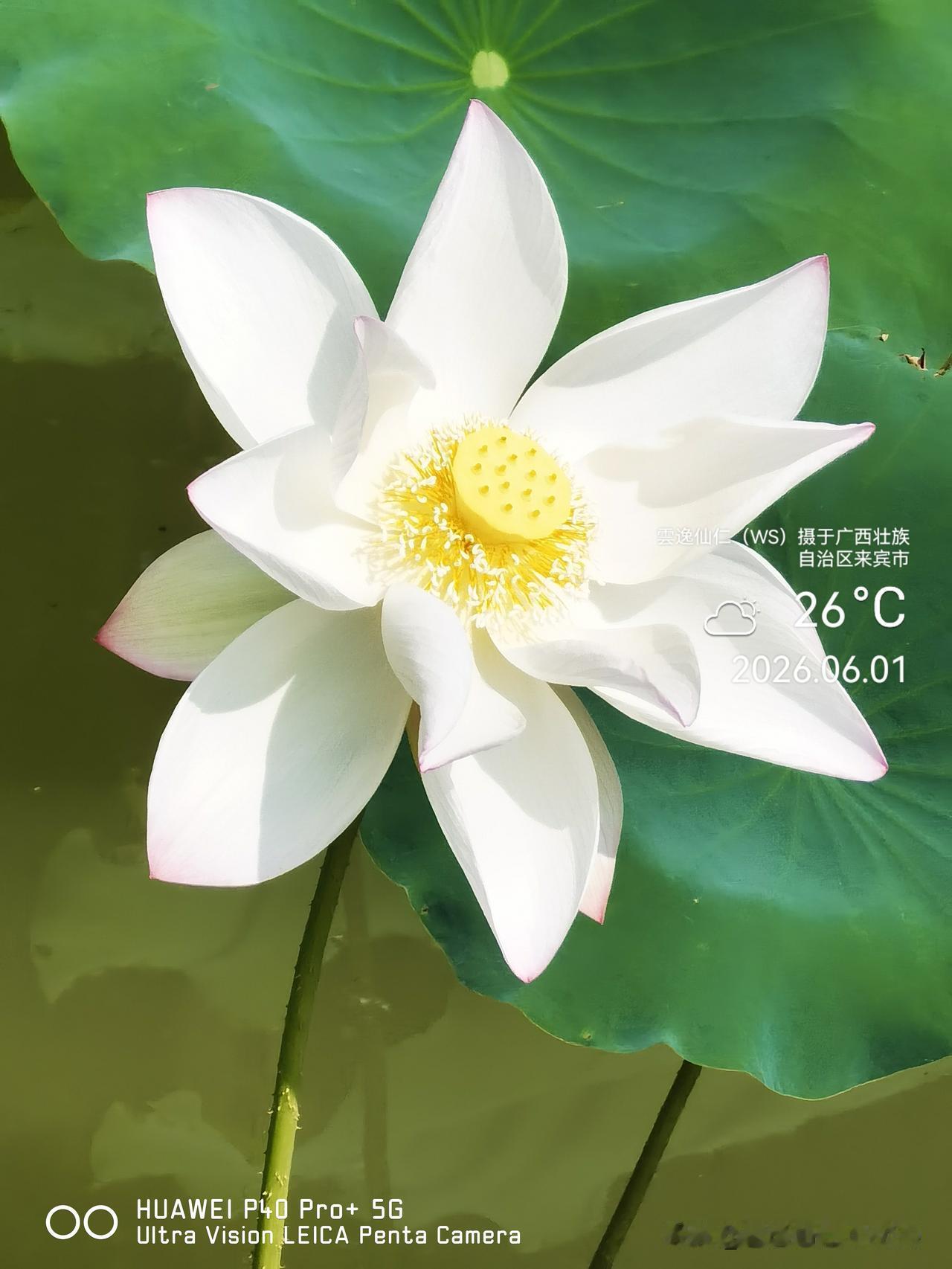 月居生活记录（9850）广西壮族自治区来宾市（75）花儿随拍9：白荷花、朱槿、龙