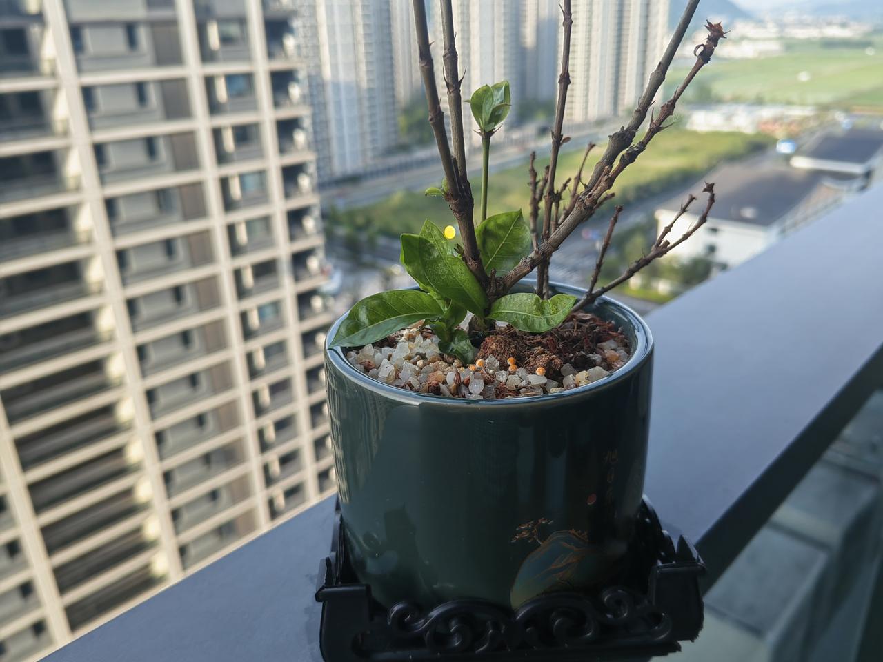 这是我们该有的“努力的样子”！

平时经常看到各种不同的小鸟在小区里啄食各种树上