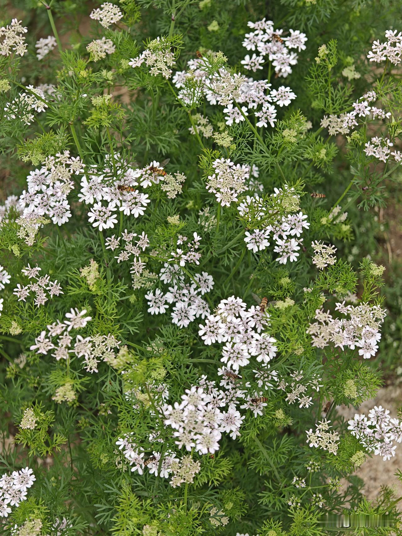 不知道这是什么花，挺庞臭庞臭的，而且上面飞来飞去的小虫子又不像蜜蜂也不像苍蝇，有