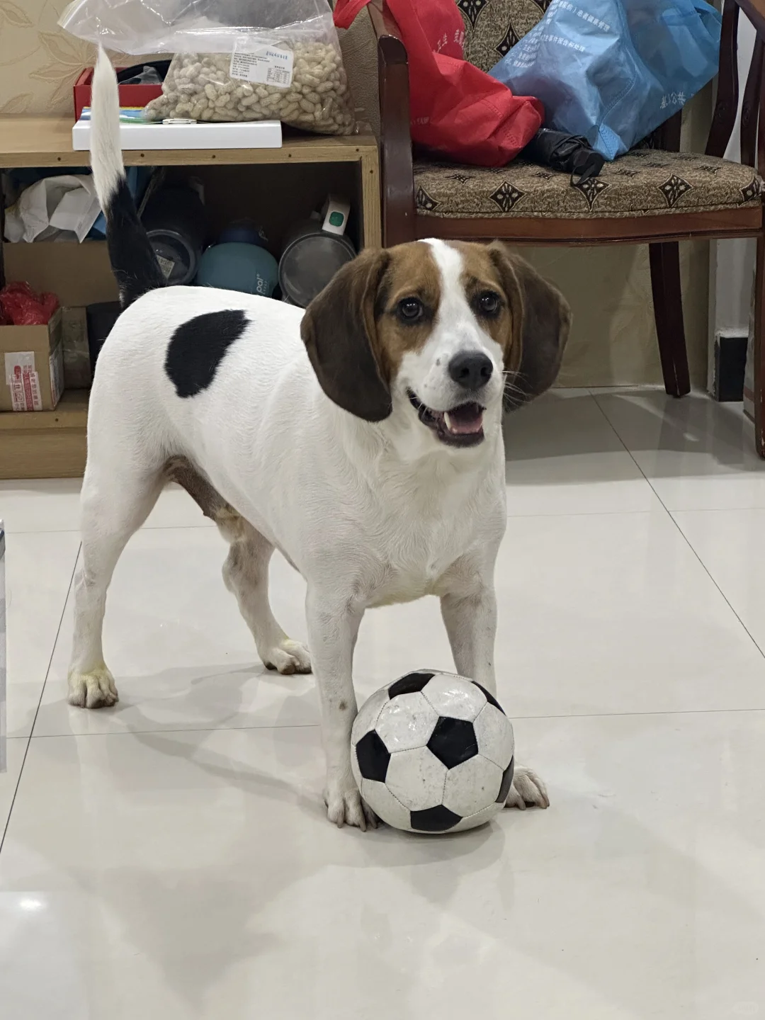 小宝要去参加国足⚽️