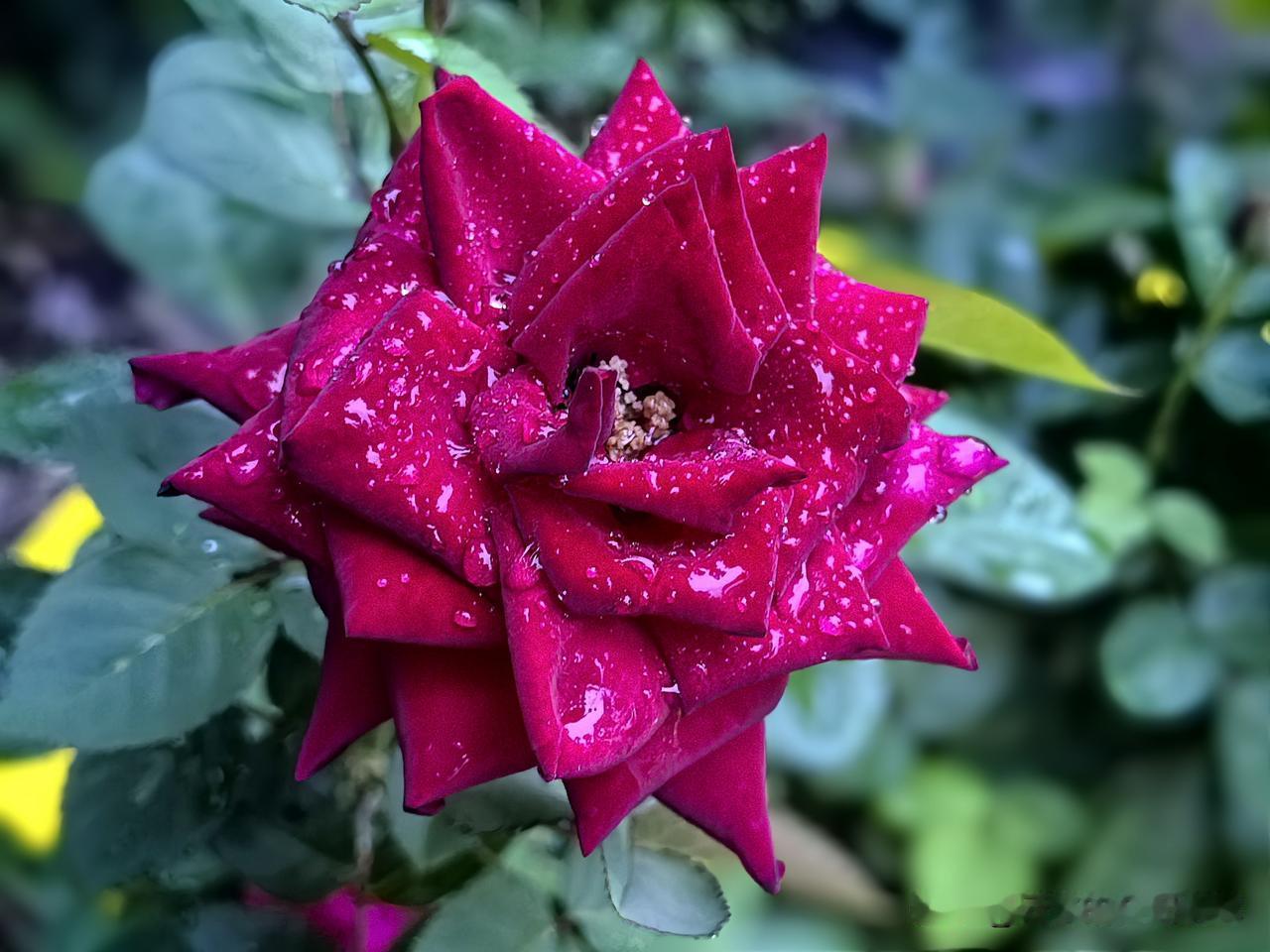 晚间漫步，细雨浸润后的月季缀满晶莹水珠，风姿格外动人，忍不住驻足拍下数帧，一赏这