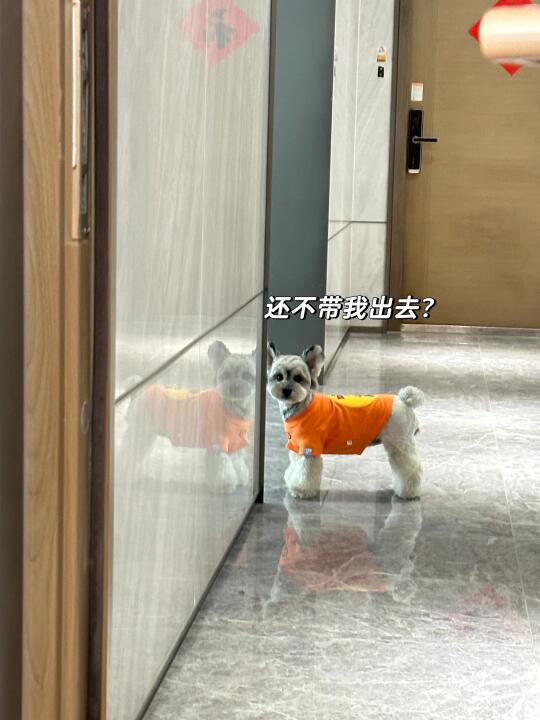 🐶“给你个眼神咋一点都不懂！”
