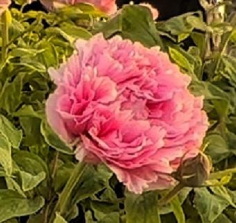 有没有漂亮的花朵图片吗随手拍～