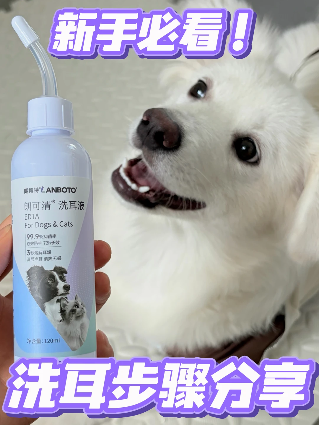 新手必看！狗狗耳朵日常清洁小教程🧼