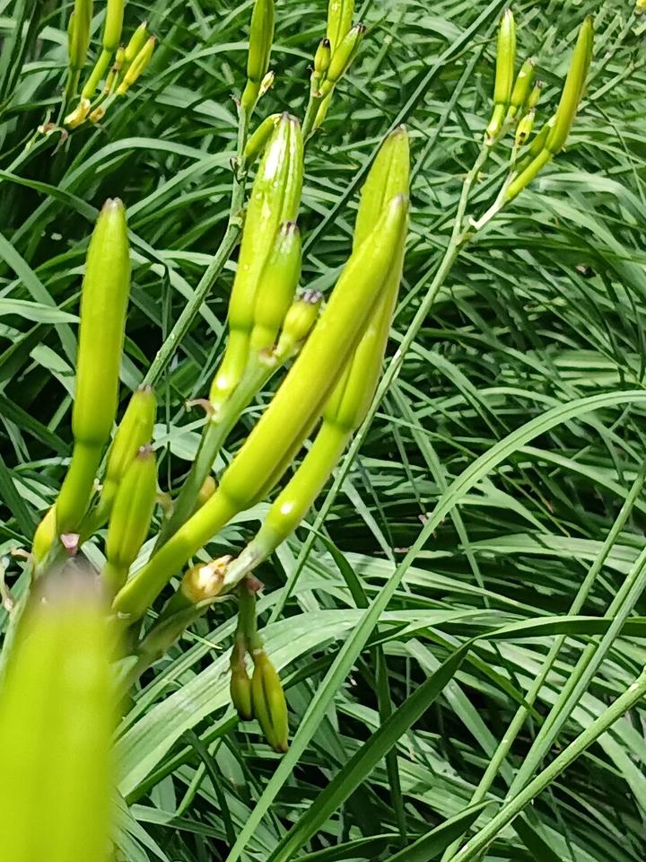 又到了采摘黄花菜的时候

黄花菜又名萱草。采食部分是顶部的花蕾。
黄花菜是要趁鲜