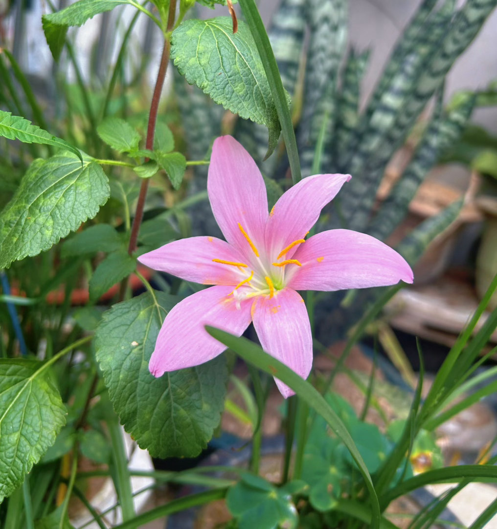 每日一善 人生如种花，既要有播下种子的勇气，也要有静待花开的智慧。若是月亮还没来