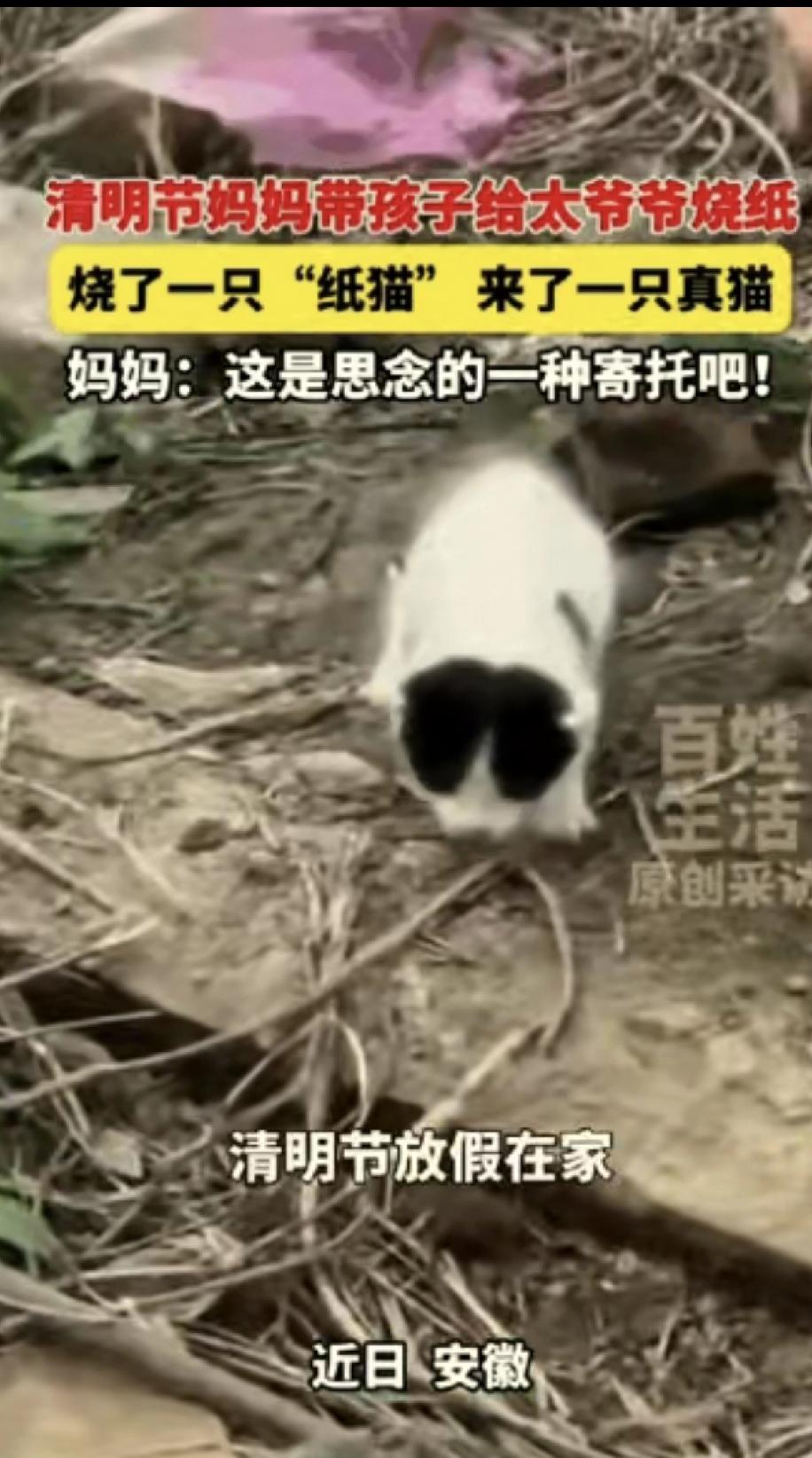 科学解释不清了！安徽，13岁男孩给去世的太爷爷烧纸，特意烧了一只纸猫，怕老人在那