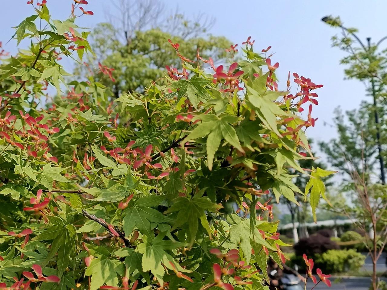 你见过枫叶，见駢枫叶上的花吗？