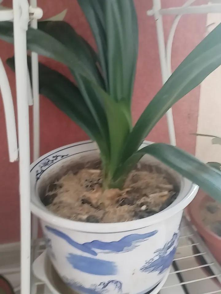 晒一张你相册里最近拍的花朋友搬家送给我一盆君子兰，每天都浇水，一晃二年了，它也不