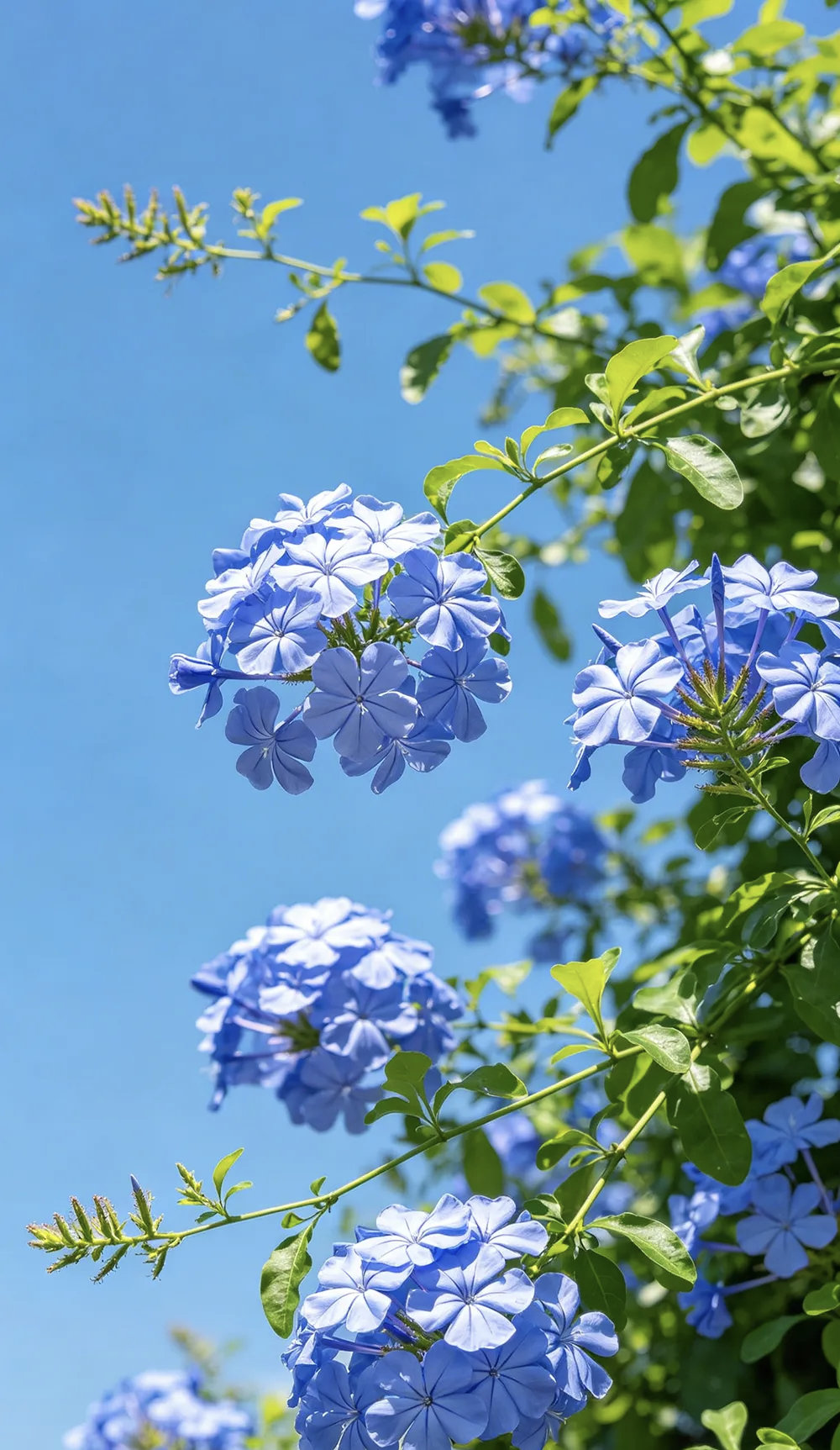 花🌸花 